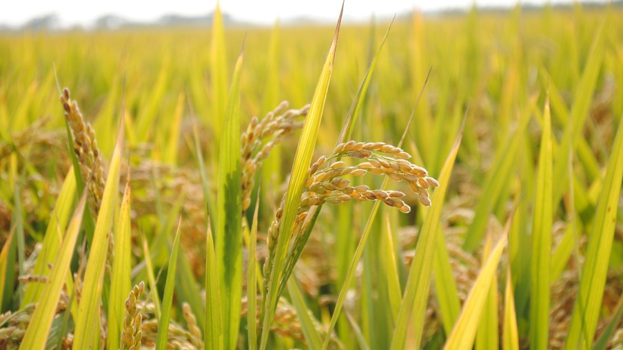 Análise de mercado realizada pela Cepea registra preço record do arroz Análise de mercado realizada pela Cepea registra preço record do arroz