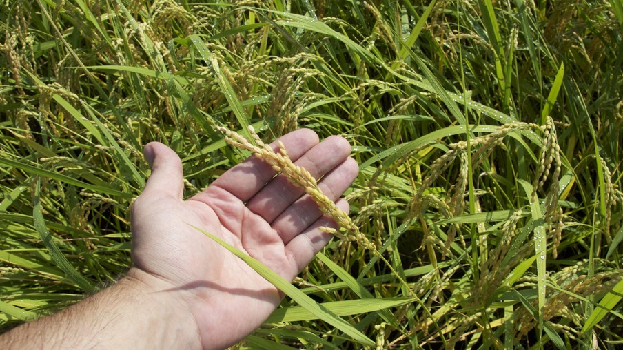 Mão de homem segurando uma espiga de arroz Mão de homem segurando uma espiga de arroz