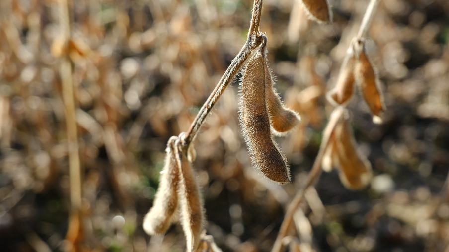 Pé de soja, com vagens e pronto para a colheita. Pé de soja, com vagens e pronto para a colheita.