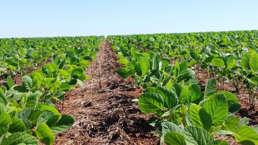Desenvolvimento da soja no RS é favorecido pelo clima Desenvolvimento da soja no RS é favorecido pelo clima