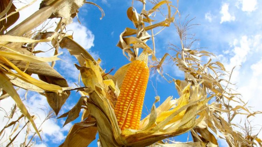 Plantação de milho. Espiga Plantação de milho. Espiga