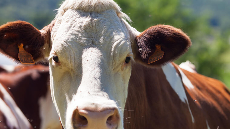 Variações nos Preços do Boi Gordo e Desafios nas Exportações de Carne Bovina em 2023 Variações nos Preços do Boi Gordo e Desafios nas Exportações de Carne Bovina em 2023