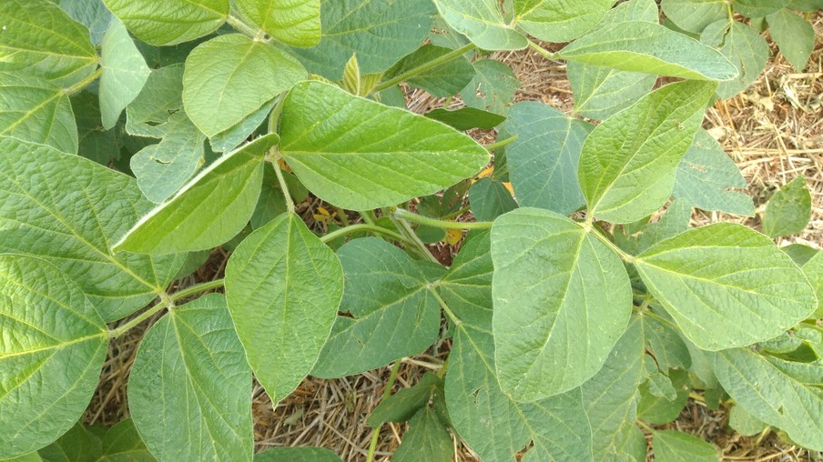 foto de Larissa Schäfer foto de Larissa Schäfer