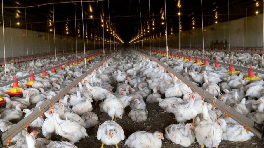 Conseagri reforça vigilância conta influencia aviária Conseagri reforça vigilância conta influencia aviária
