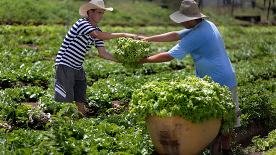 Dois homens colhendo alface Dois homens colhendo alface