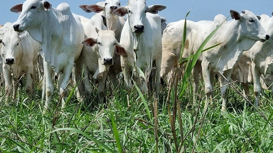 Animais de corte Animais de corte