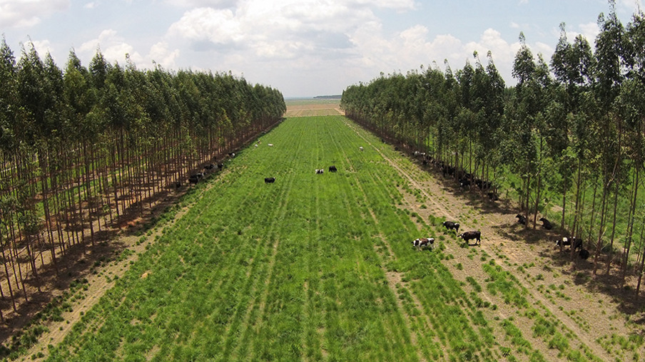 Campo com árvores e gado Campo com árvores e gado