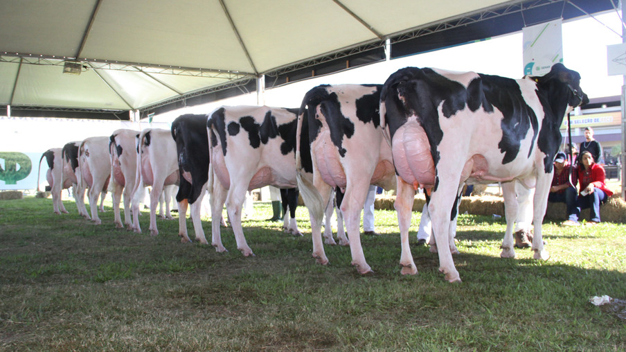 Gado Holandês Gado Holandês