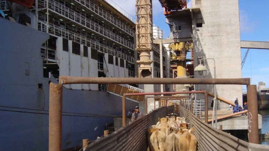 Bovinos entrando no navio para exportação Bovinos entrando no navio para exportação