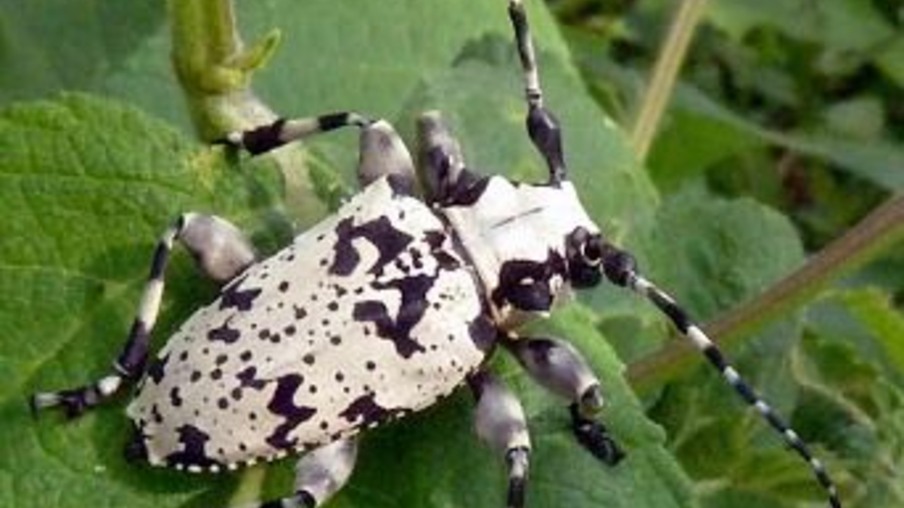 Hedypathes-betulinus Hedypathes-betulinus