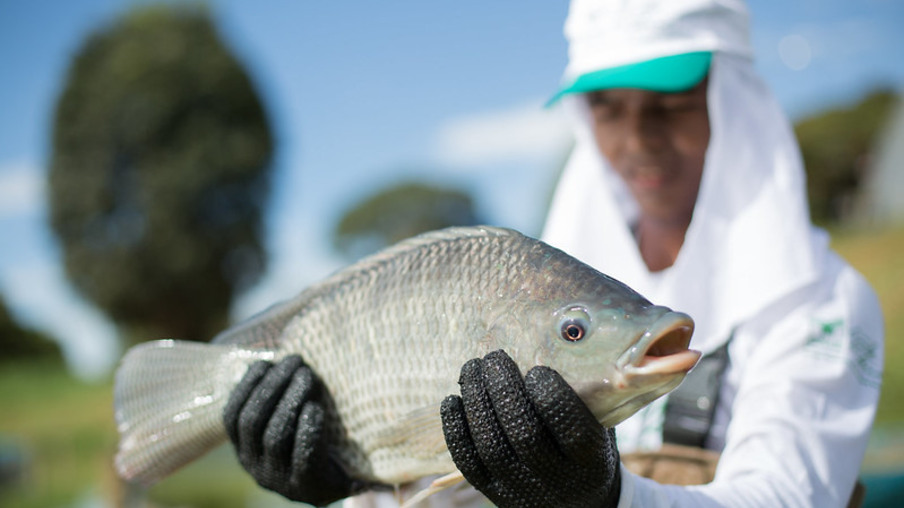 Homem segurando peixe de tilápia. Homem segurando peixe de tilápia.