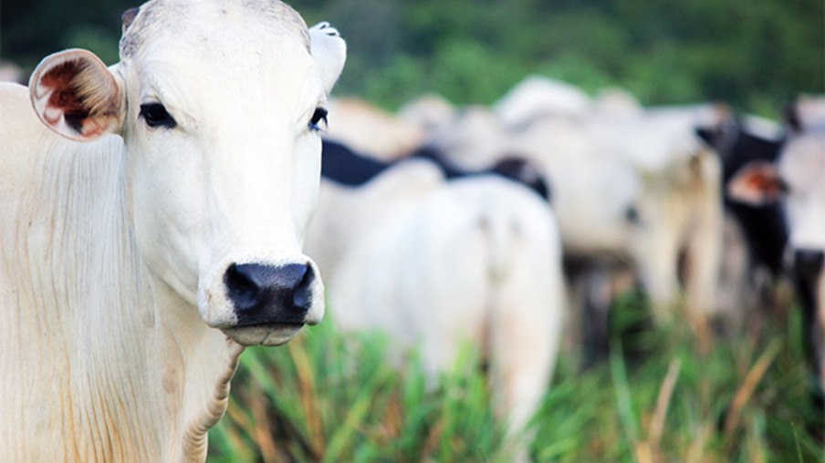 Animal central Animal central