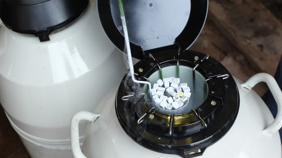 Sêmen congelados saindo do freezer Sêmen congelados saindo do freezer