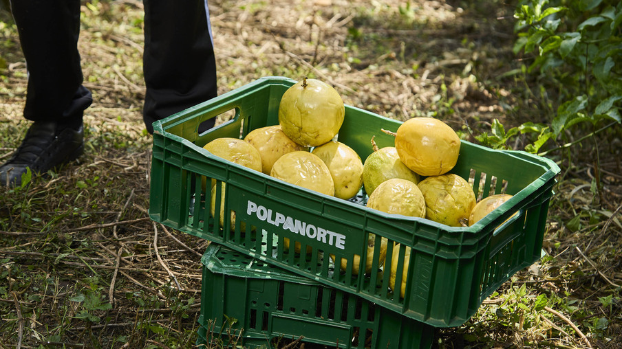 maracujás maracujás