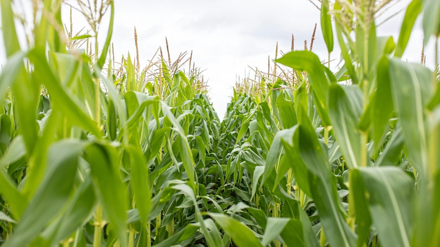 Milho previamente plantado Milho previamente plantado