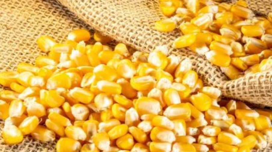 Grãos de milho espalhados Grãos de milho espalhados