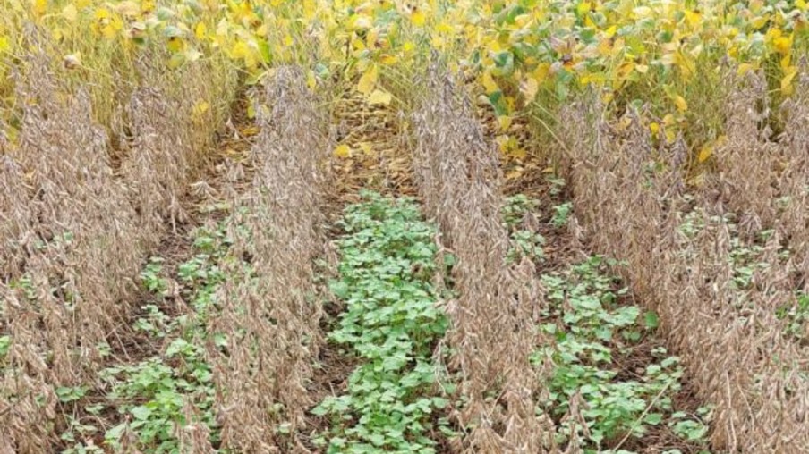 Cultura plantada entre outra Cultura plantada entre outra