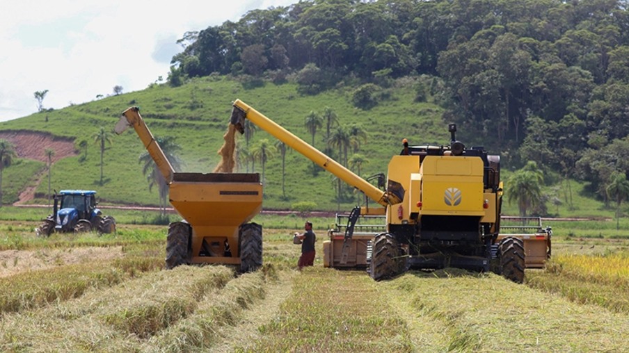Safra de arroz Safra de arroz