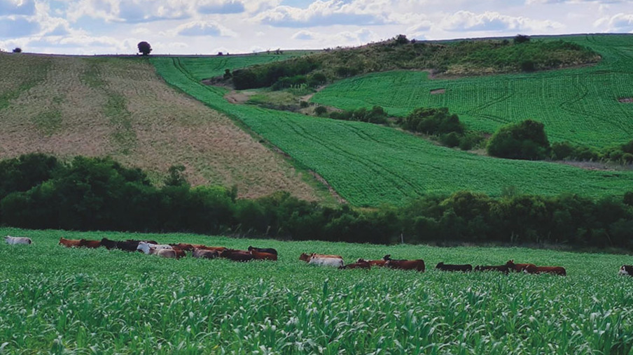 Foto: Embrapa/Divulgação Foto: Embrapa/Divulgação