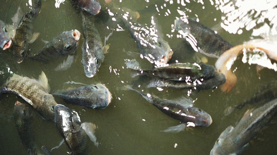 Peixes tilápias na água Peixes tilápias na água