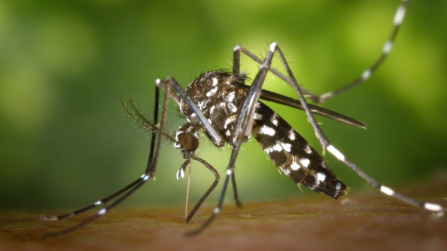 Mosquito Aedes aegypti Mosquito Aedes aegypti