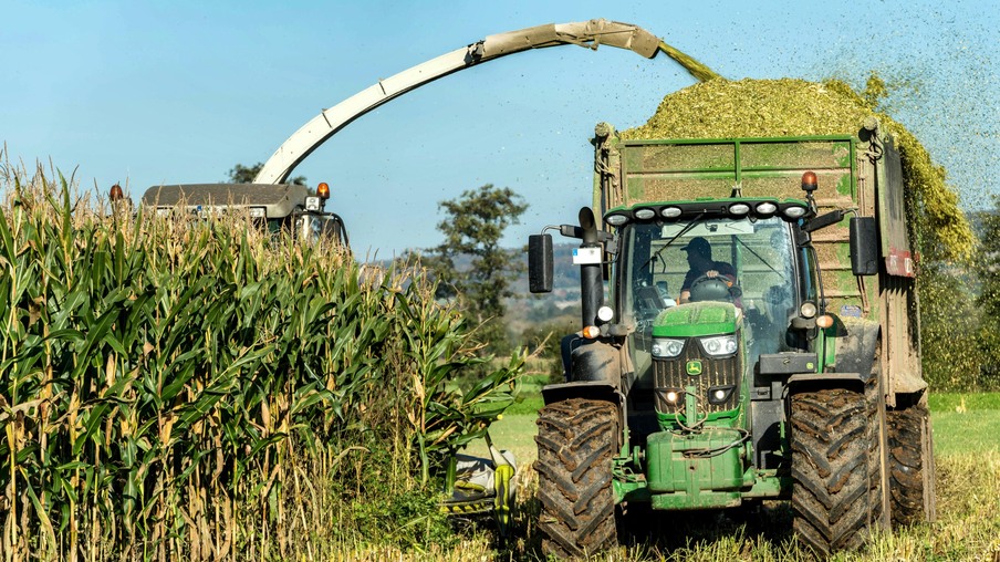colheita de milho colheita de milho