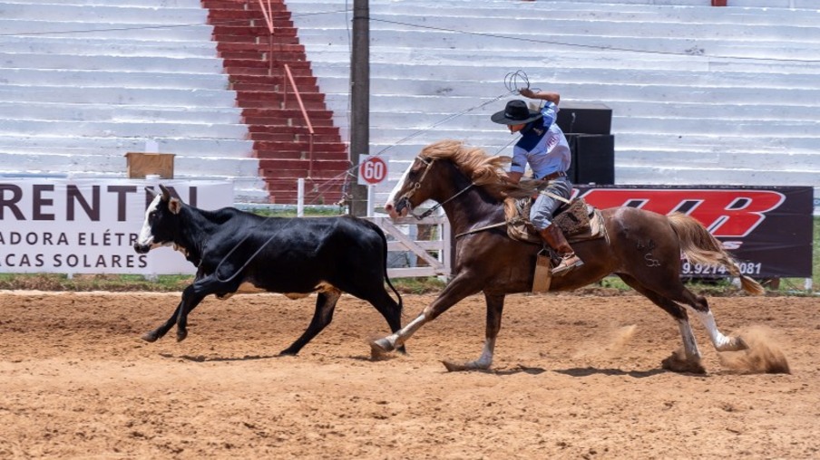 Homem em cima de cavalo tentando laçar um boi Homem em cima de cavalo tentando laçar um boi