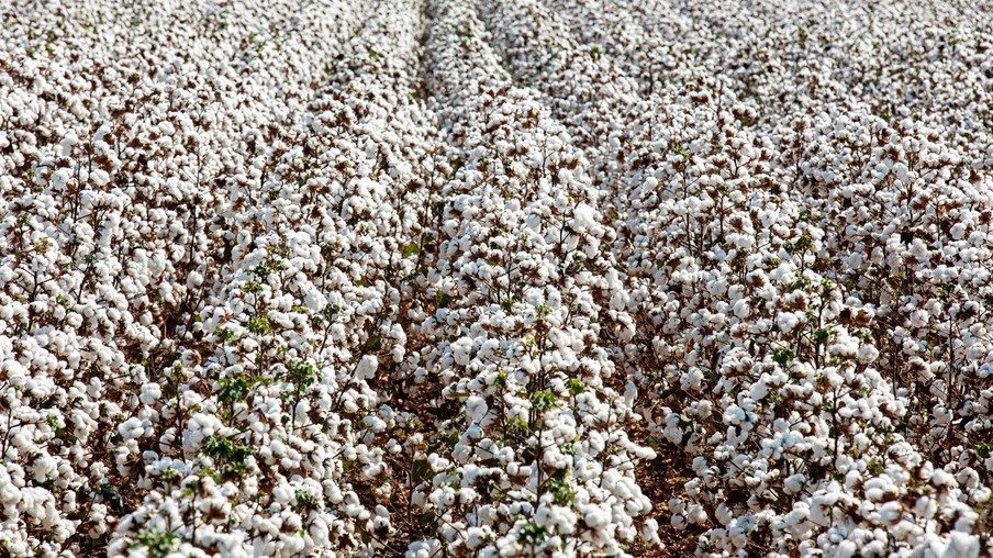BASF vai apresentar lançamento da marca de sementes de algodão no Show Safra