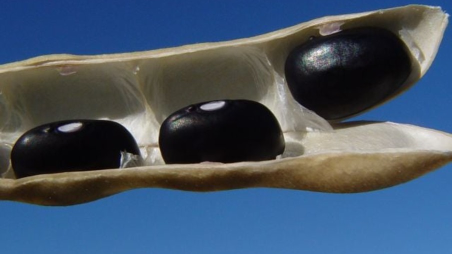A foto mostra uma vagem com feijão-preto
