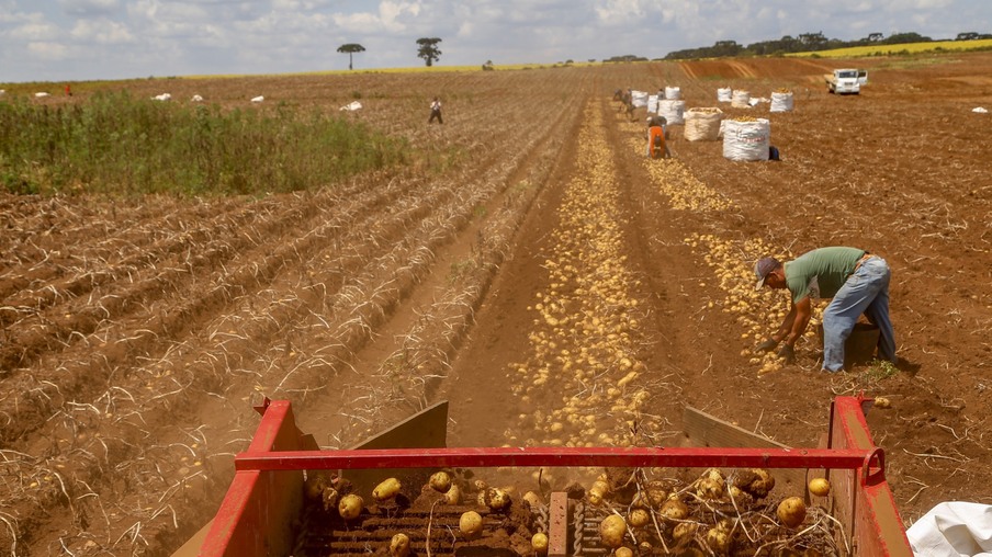 Produção e processo da batata Produção e processo da batata