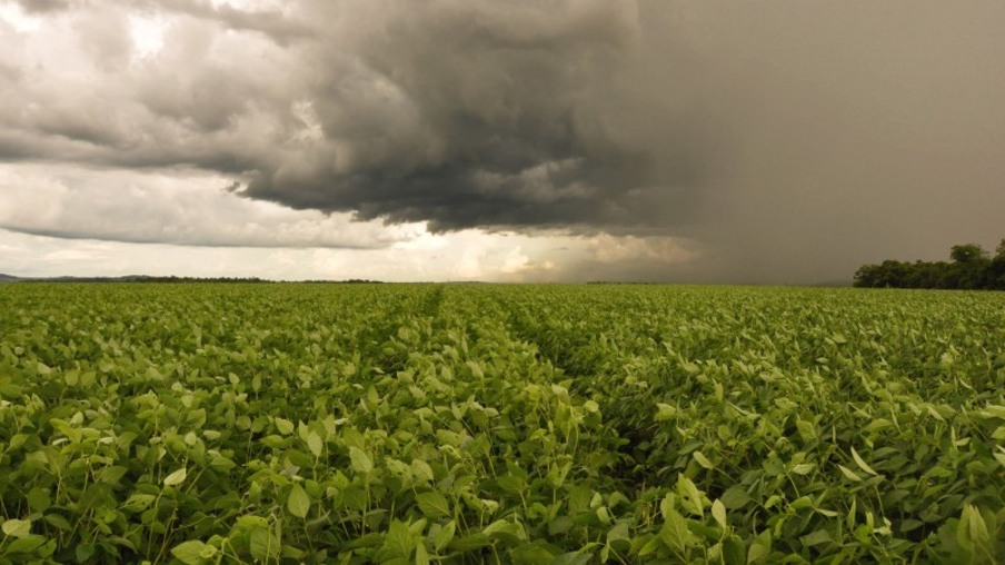 campo de soja e céu com nuvens de chuva campo de soja e céu com nuvens de chuva