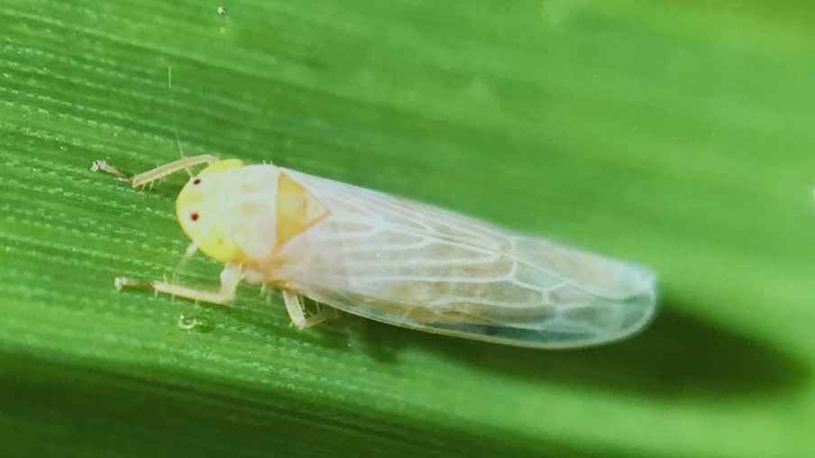 cigarrinha-do-milho cigarrinha-do-milho