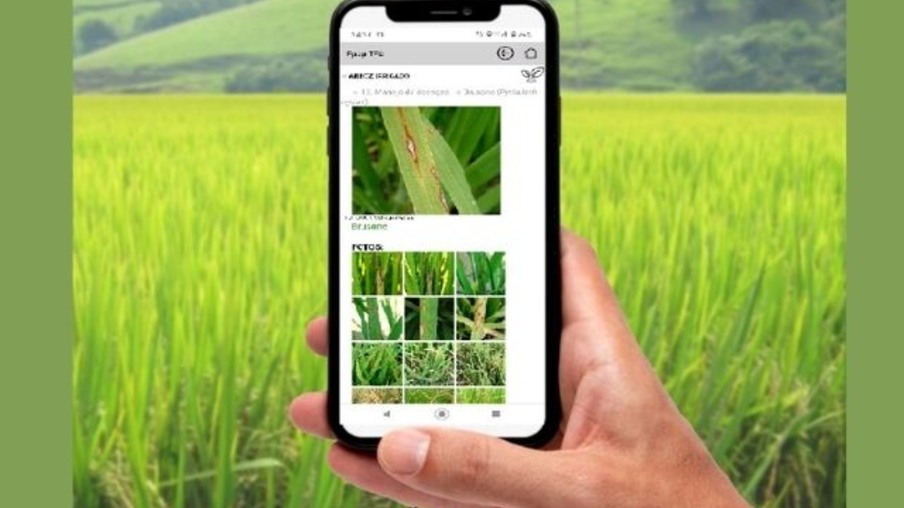 mão segundo celular, com o fundo de uma lavoura mão segundo celular, com o fundo de uma lavoura