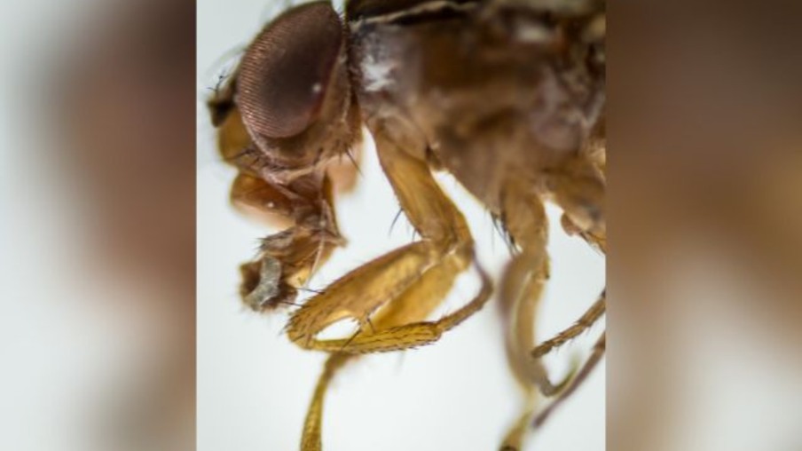 Foto: André Sezerino/ Epagri/Divulgação Foto: André Sezerino/ Epagri/Divulgação