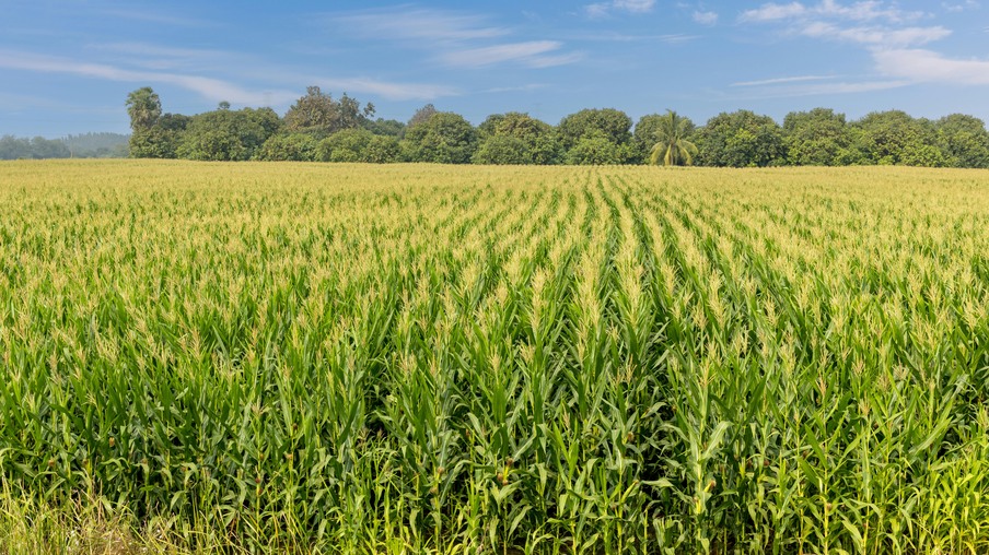 Lavoura de milho Lavoura de milho