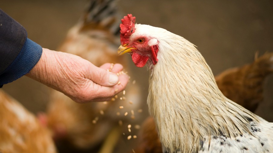 mão dando comida para frango