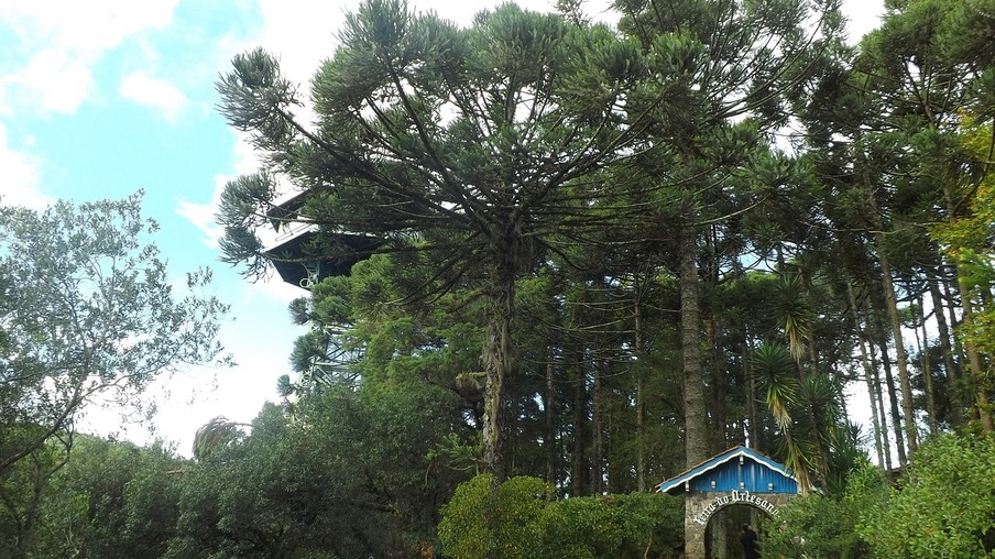 A foto mostra araucárias e mata nativa A foto mostra araucárias e mata nativa