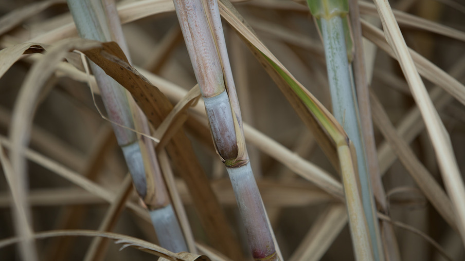 Foto de cana de açúcar. Foto de cana de açúcar.
