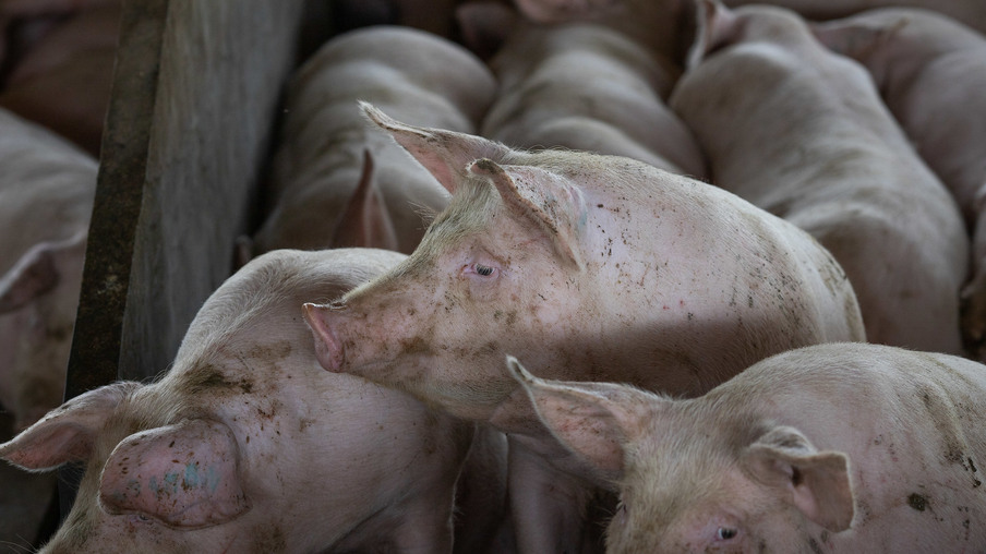 Foto de suínos. Foto de suínos.