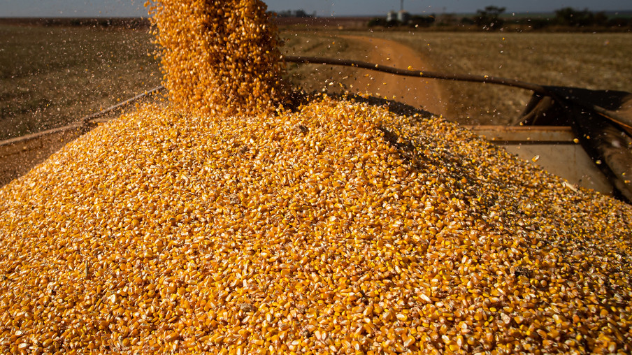 Foto de grãos de milho. Foto de grãos de milho.