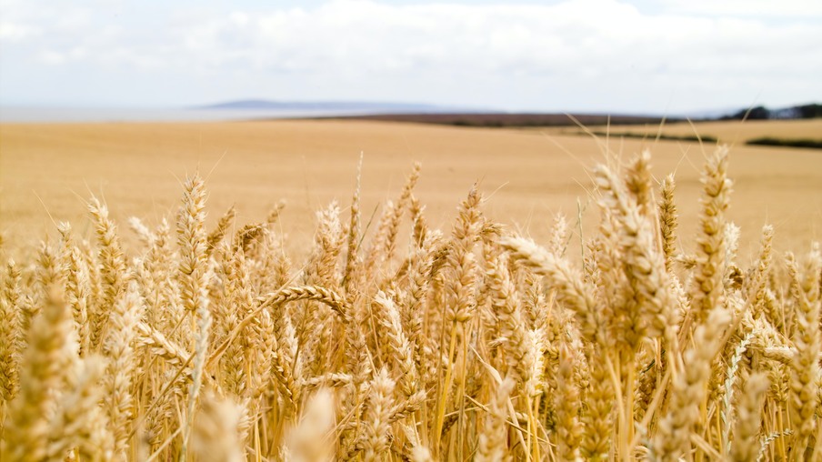Foto de lavoura de trigo. Foto de lavoura de trigo.
