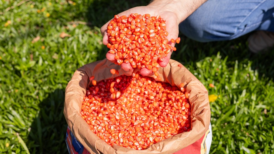 Foto de mãos segurando sementes de milho/sorgo acima de saca. Foto de mãos segurando sementes de milho/sorgo acima de saca.