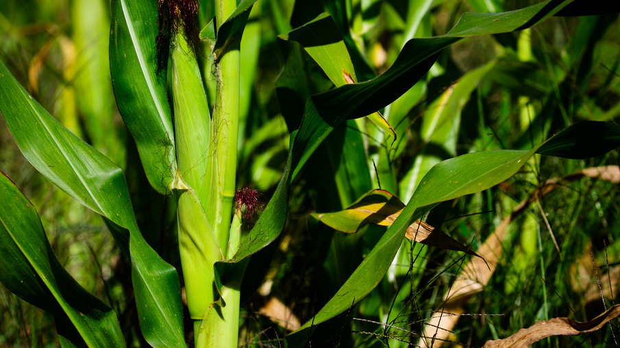 Foto de lavoura de milho. Foto de lavoura de milho.