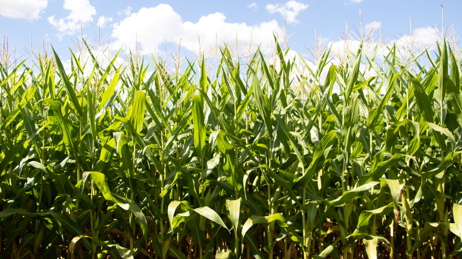 Foto de lavoura de milho. Foto de lavoura de milho.