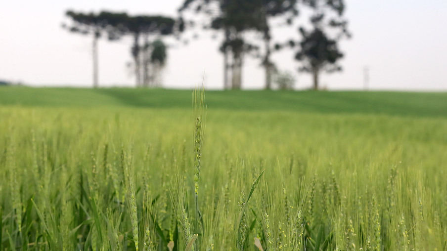Foto de lavoura de cevada com espigas ainda verdes. Foto de lavoura de cevada com espigas ainda verdes.