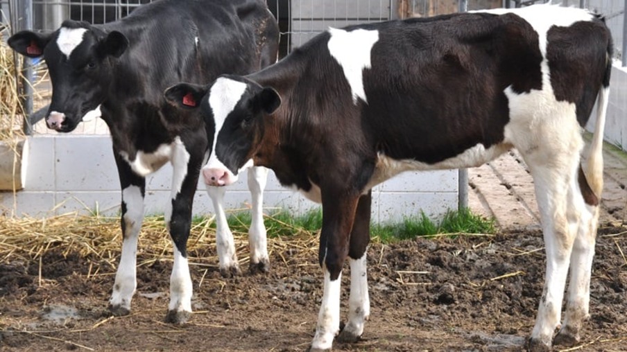Foto de duas vacas leiteiras.