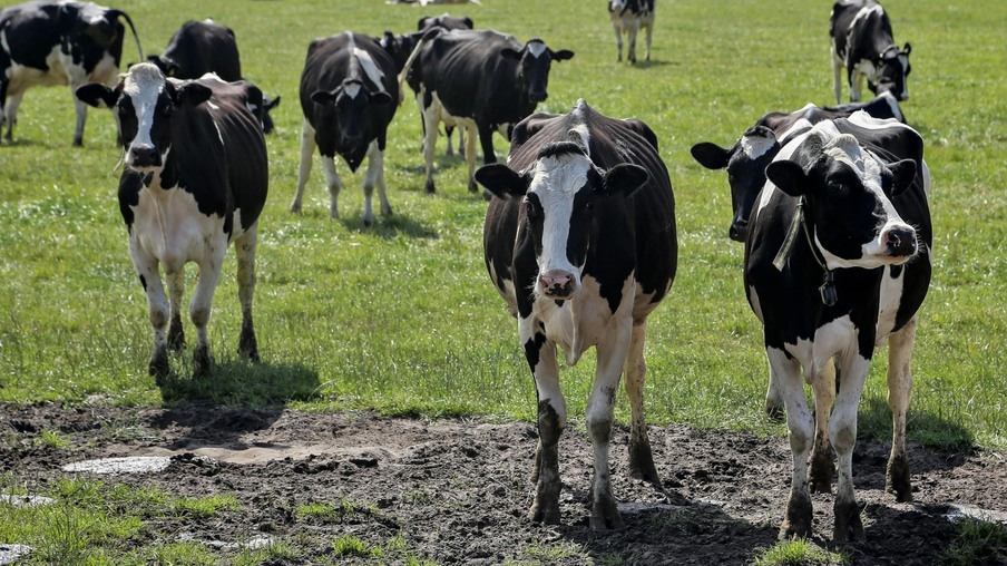 Santa Catarina possui mais de 22 mil produtores de leite | Foto: Carina Chowanek/Pexels Santa Catarina possui mais de 22 mil produtores de leite | Foto: Carina Chowanek/Pexels