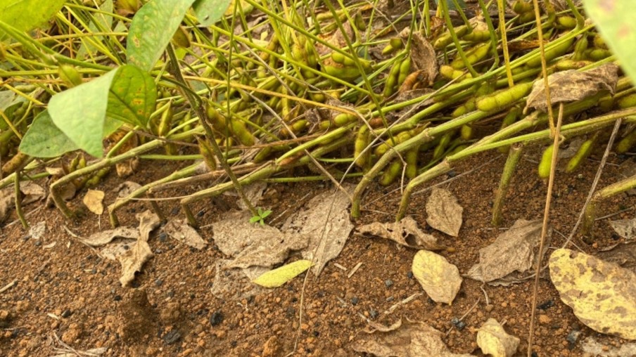 Foto de plantas de soja em lavoura com hastes quebradas. Foto de plantas de soja em lavoura com hastes quebradas.