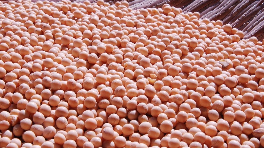 Foto de grãos de soja.
