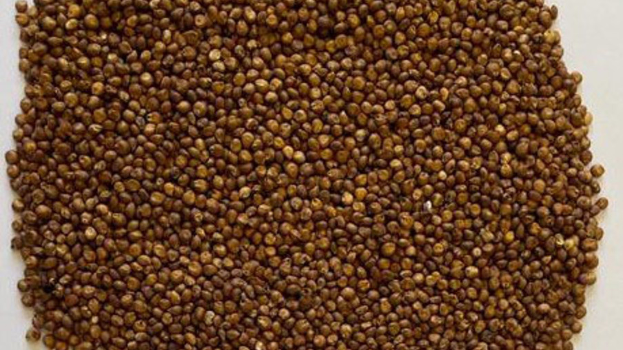 Foto de grãos de sorgo. Foto de grãos de sorgo.